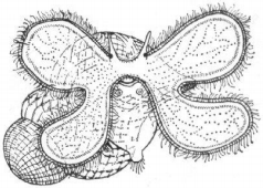 Рисунок личинки